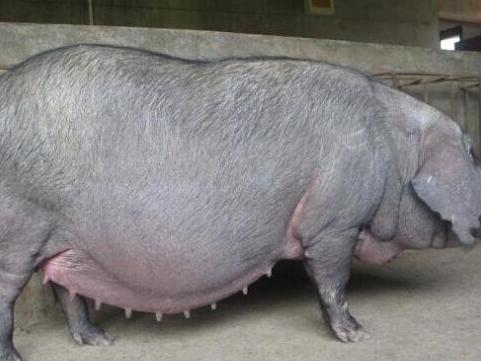 母猪快生了子宫脱出,母猪生产时子宫脱出怎么办