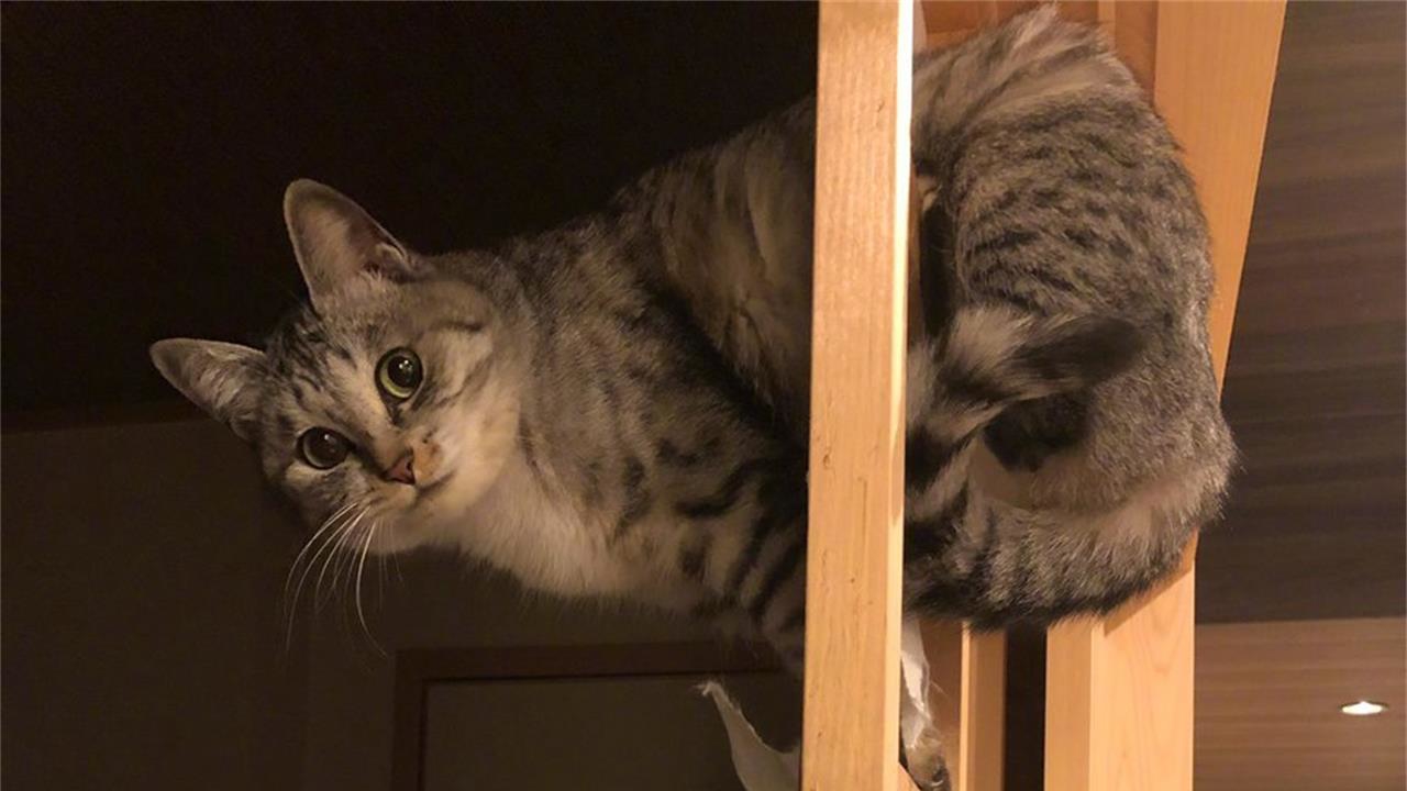 猫咪在家犯了错怎么办？不要忍让不要打，这样处理才正确