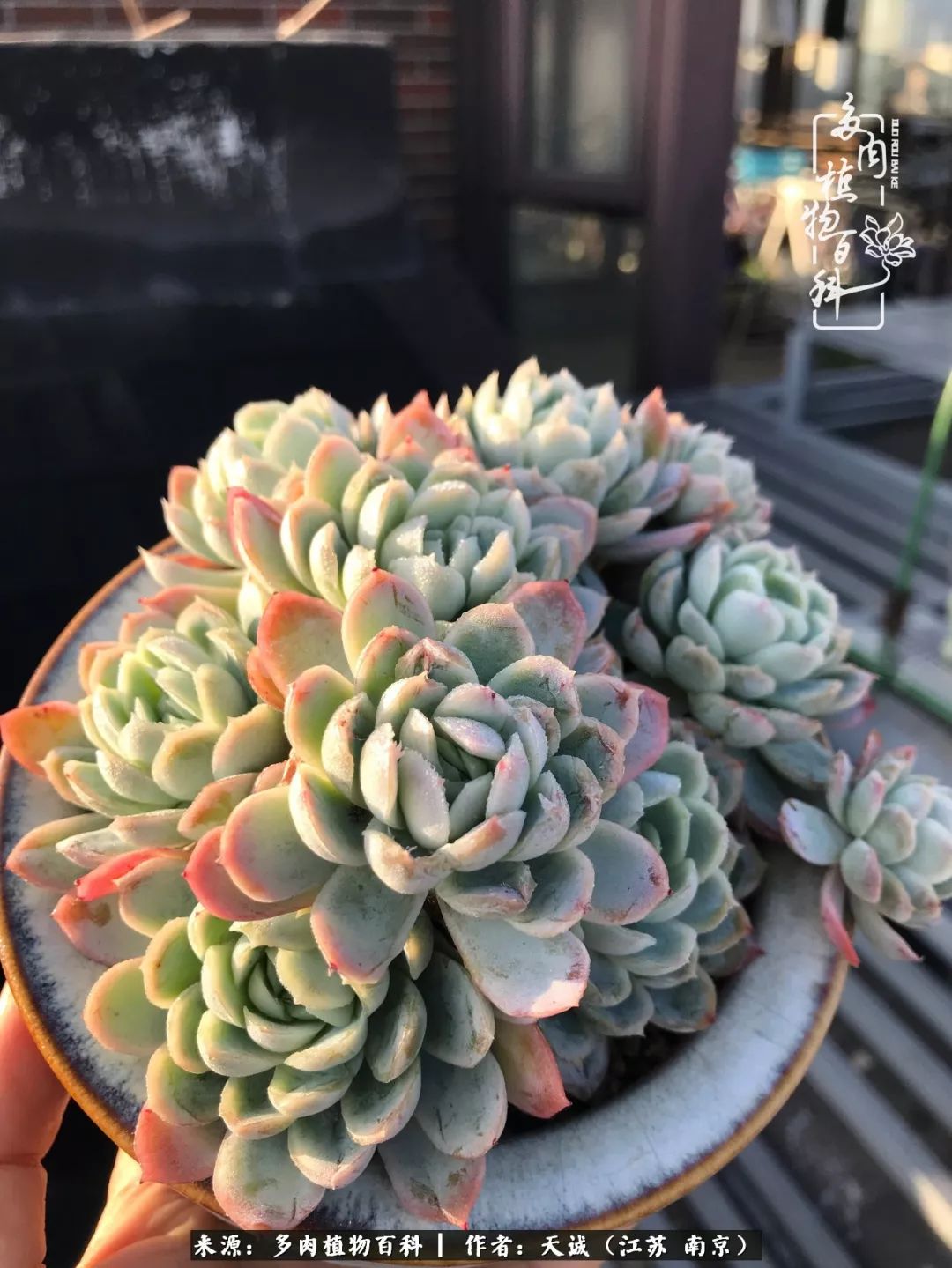 鍙拱瀵圭殑涓嶄拱璐电殑灏忔牱,鍙拱瀵圭殑涓嶄拱璐电殑鍥剧墖灞曠ず