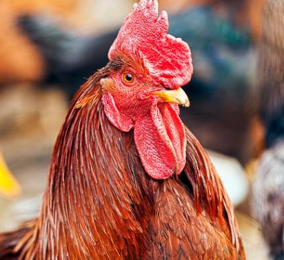 传染性喉气管炎,传染性支气管炎的分类