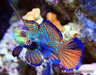 漂亮极了的十三种观赏鱼,漂亮的热带鱼观赏鱼有哪些