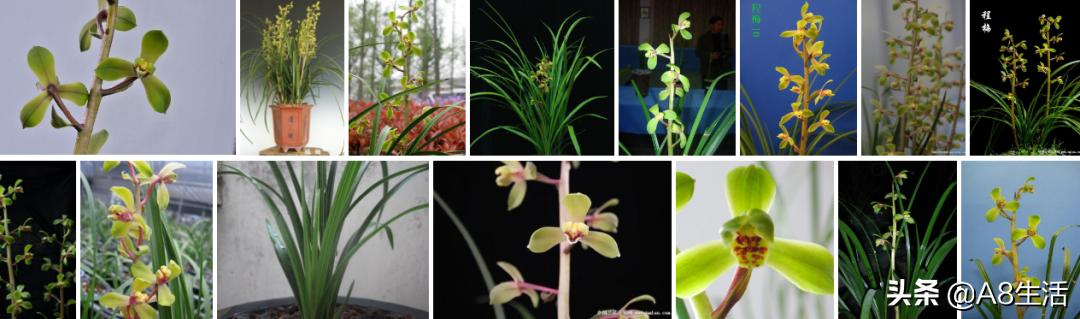 每日一品七律,每日一品茶叶