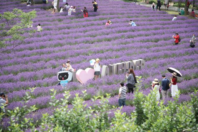 上海最大薰衣草公园,上海薰衣草公园迪士尼