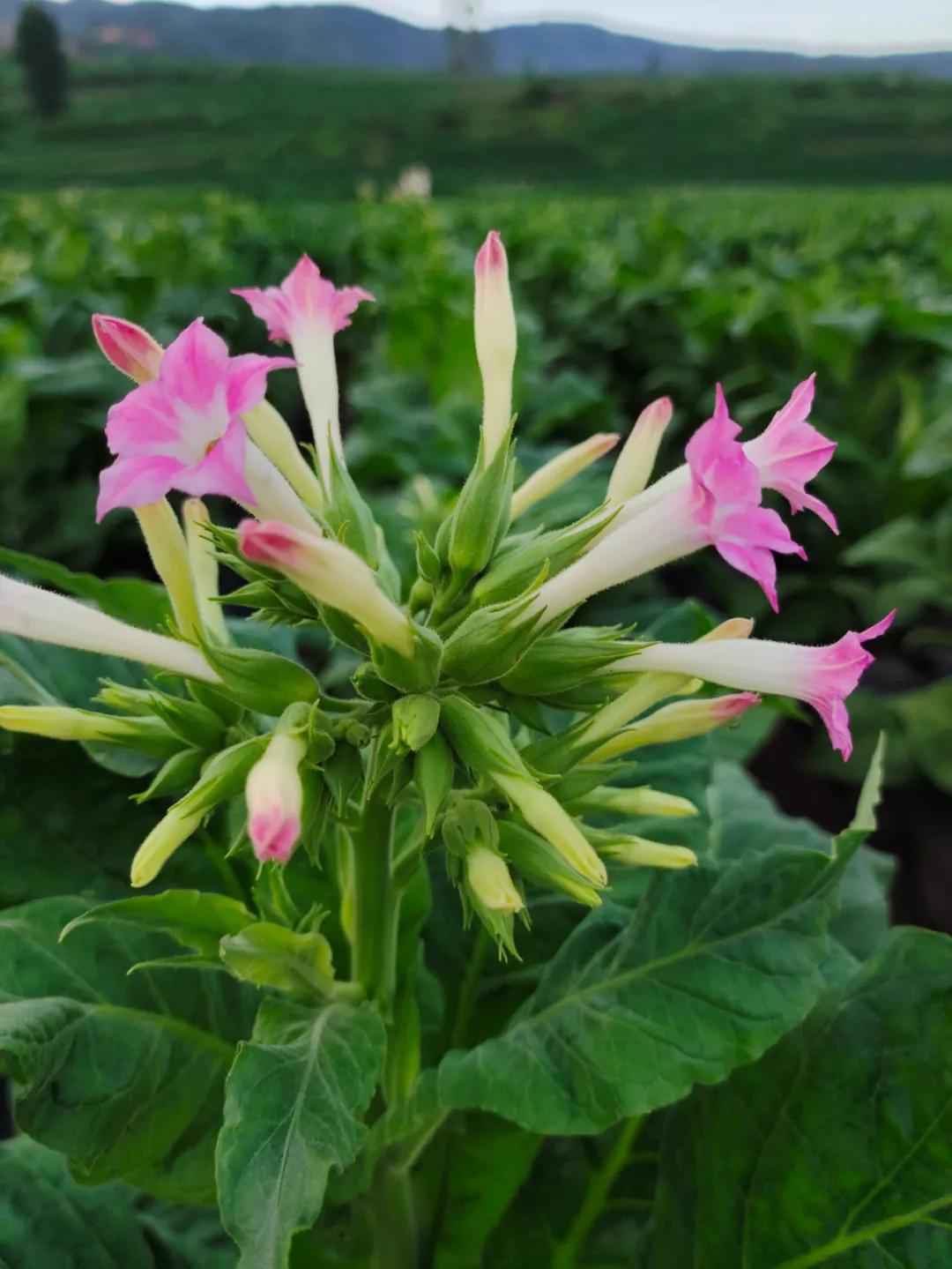 习甸镇,怀远古镇