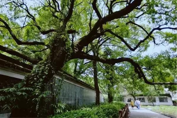 过年想去绍兴玩两天有哪些攻略,春节绍兴自由行攻略