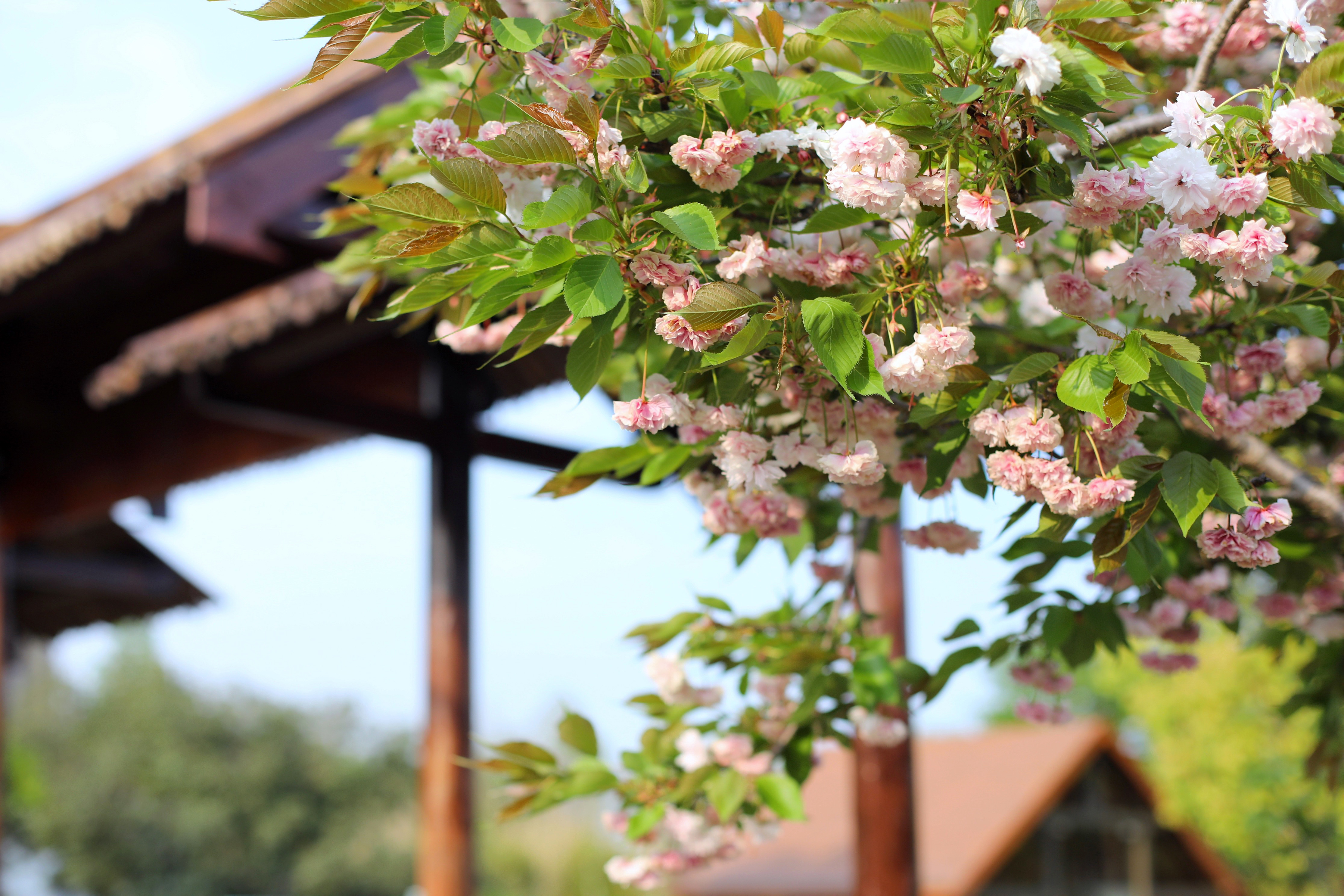 常熟沙家浜一日游结束,常熟水上花田沙家浜