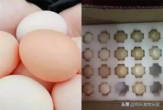 看了拼多多买家秀就不想买了,拼多多买家秀有什么不一样