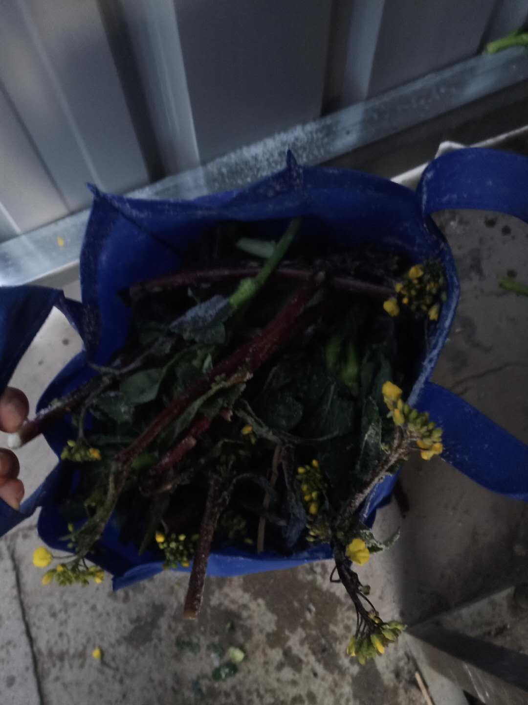 一个湖北重灾区女生的真实日记