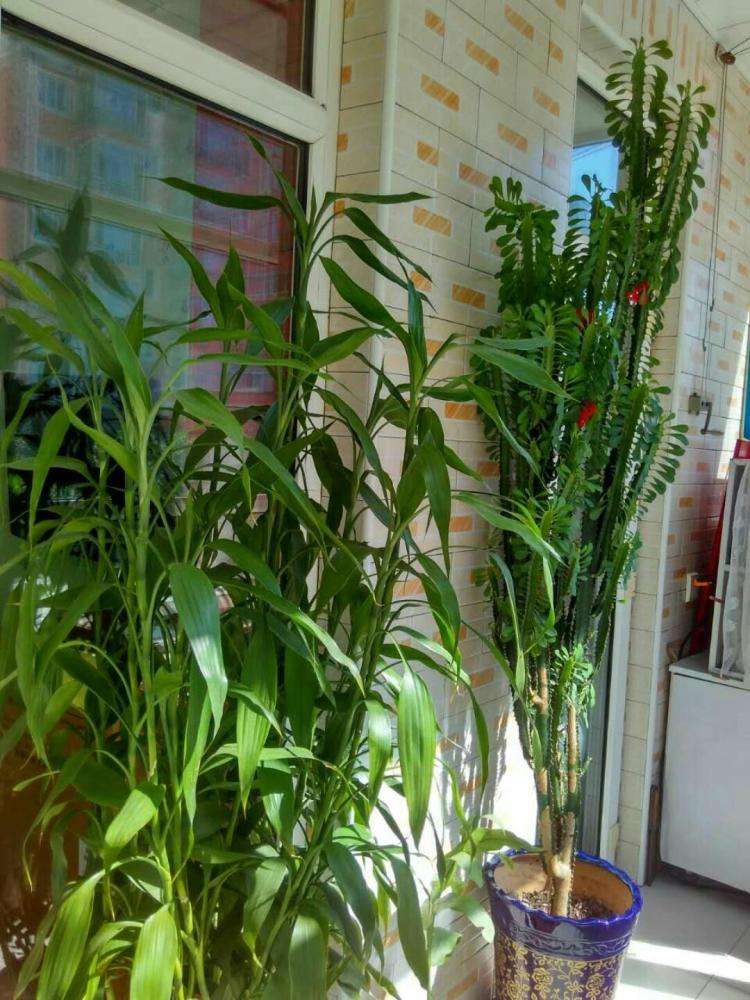 富贵竹黄叶是缺什么,富贵竹都黄叶了的视频