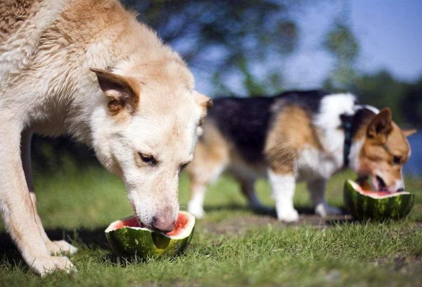 狗狗有皮屑什么方法才能洗掉,狗狗皮屑怎么处理