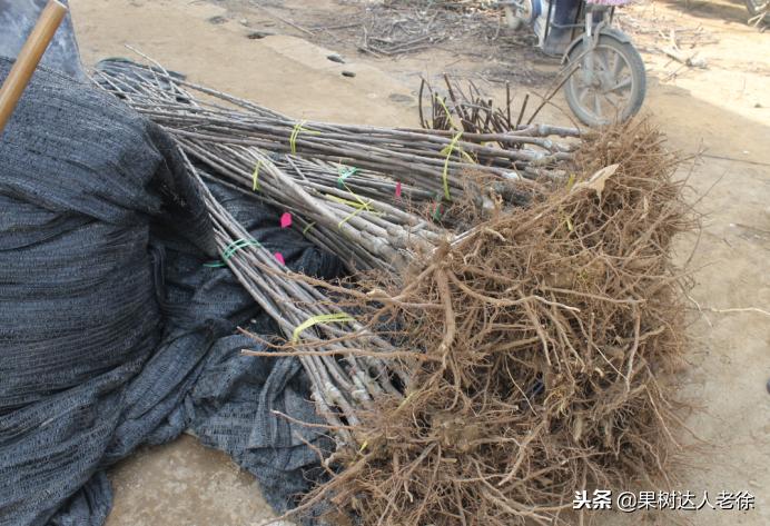 樱桃好吃树难栽下一句谚语是什么,樱桃好吃树难栽后一句是啥