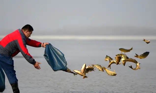 野钓窝料秘方大揭秘大板鲫的克星,钓鱼窝料怎么诱鱼