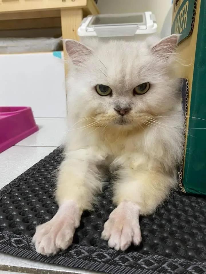 在路上捡回来的流浪猫给它洗澡,救助的流浪猫生病自己无能为力