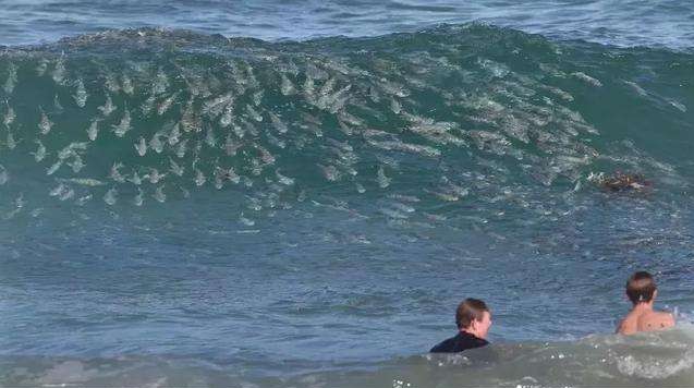 70岁老人下河游泳遇险,海边游泳溺水18岁男孩