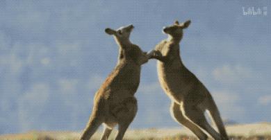 9.9恋爱游戏,9.9分恋爱番