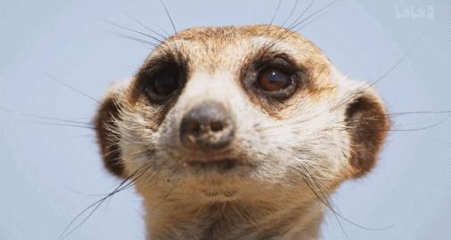 bbc纪录片最值得看的,bbc神级纪录片豆瓣评分超9