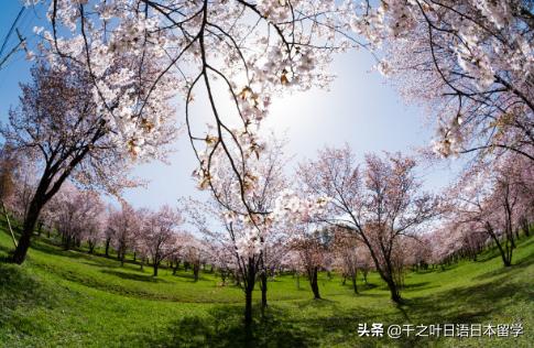 日本樱花季赏樱攻略,樱花季带你去日本看最美的樱花