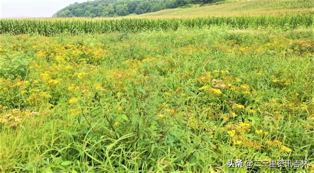 松山镇东北岔村：发展中药材特色产业助力农民增收致富