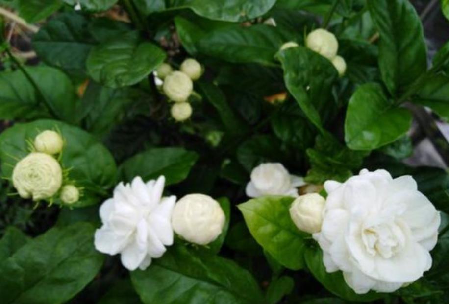 如何养好茉莉花的香味,如何养好茉莉花不烂根