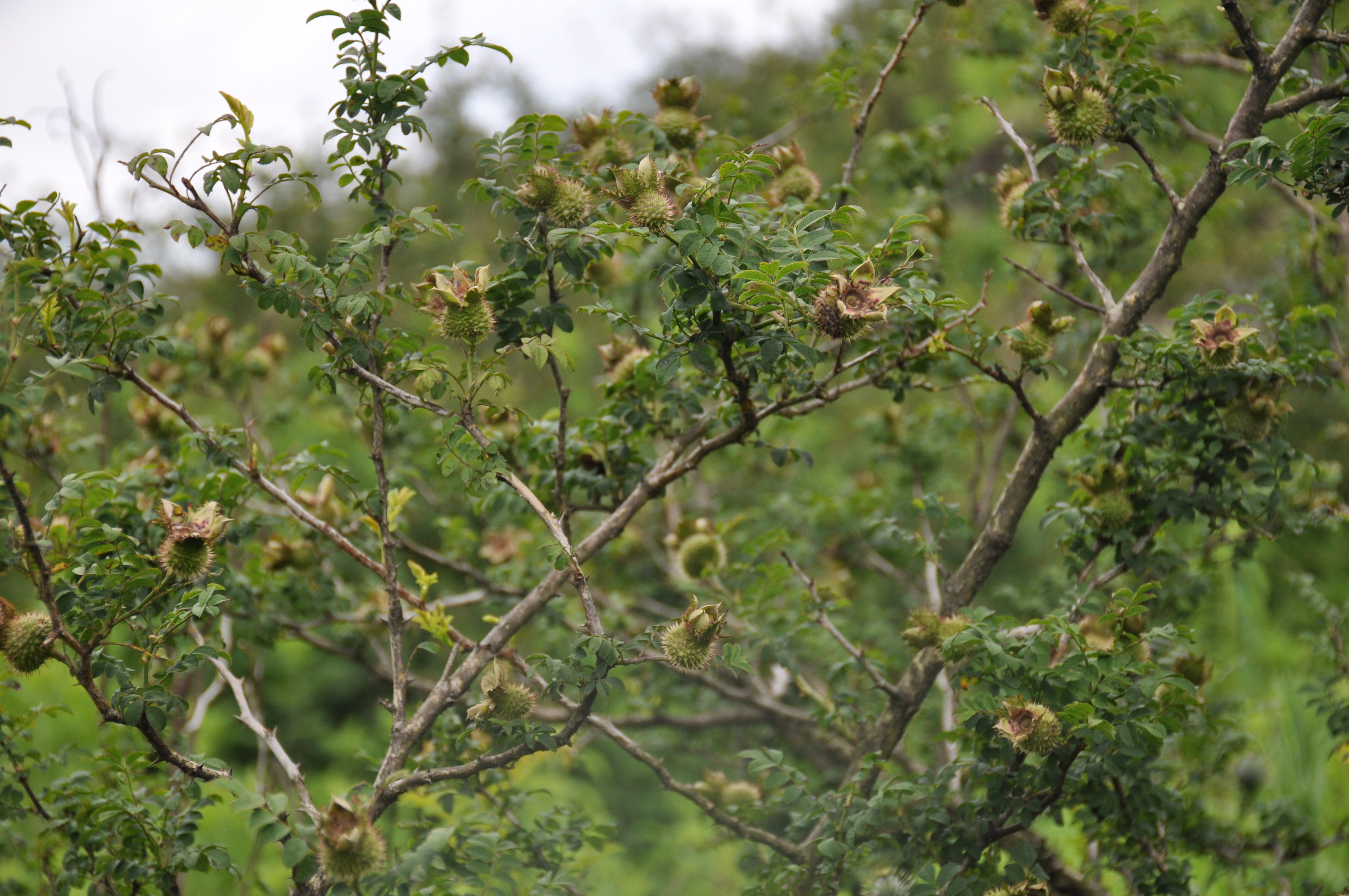 贵州五朵金花酒业有限公司,贵州黔南五朵金花