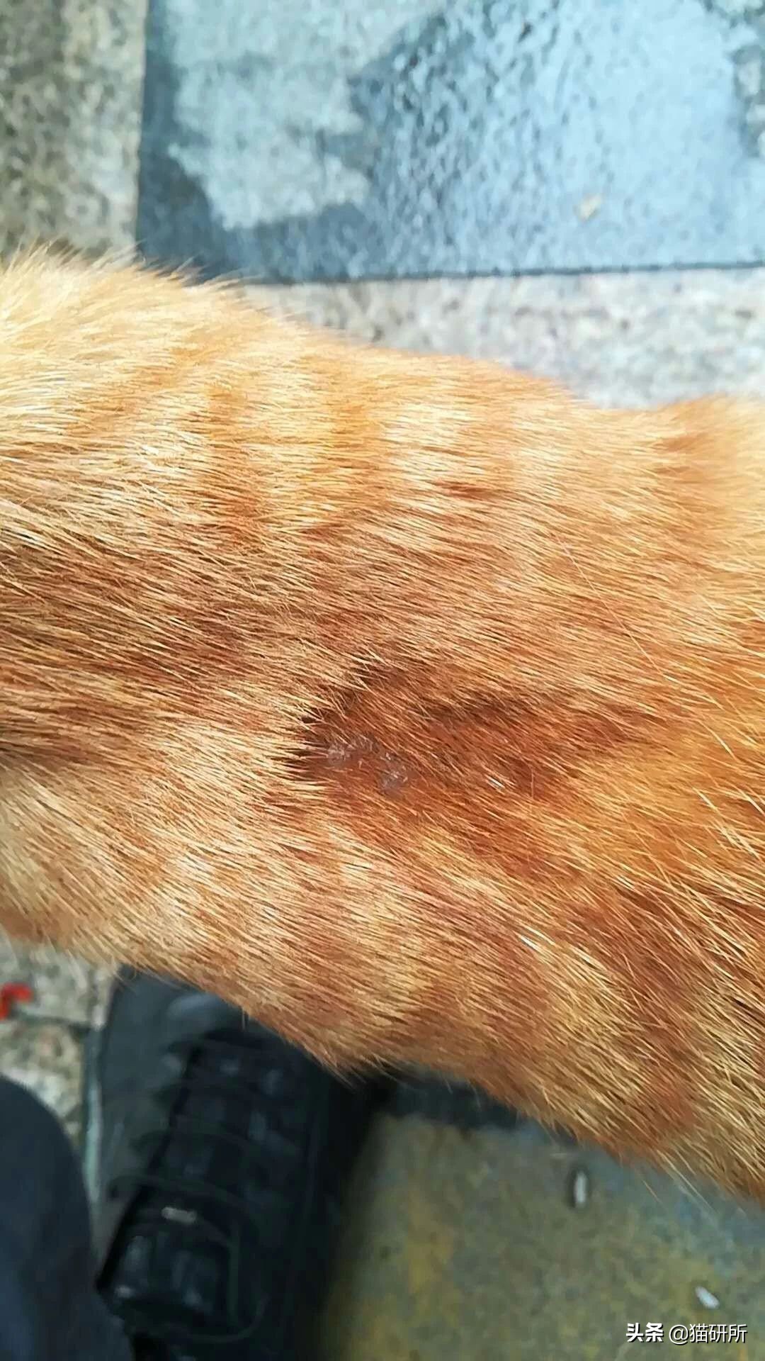 猫咪反复得猫癣怎么办,猫咪得猫癣该怎么办