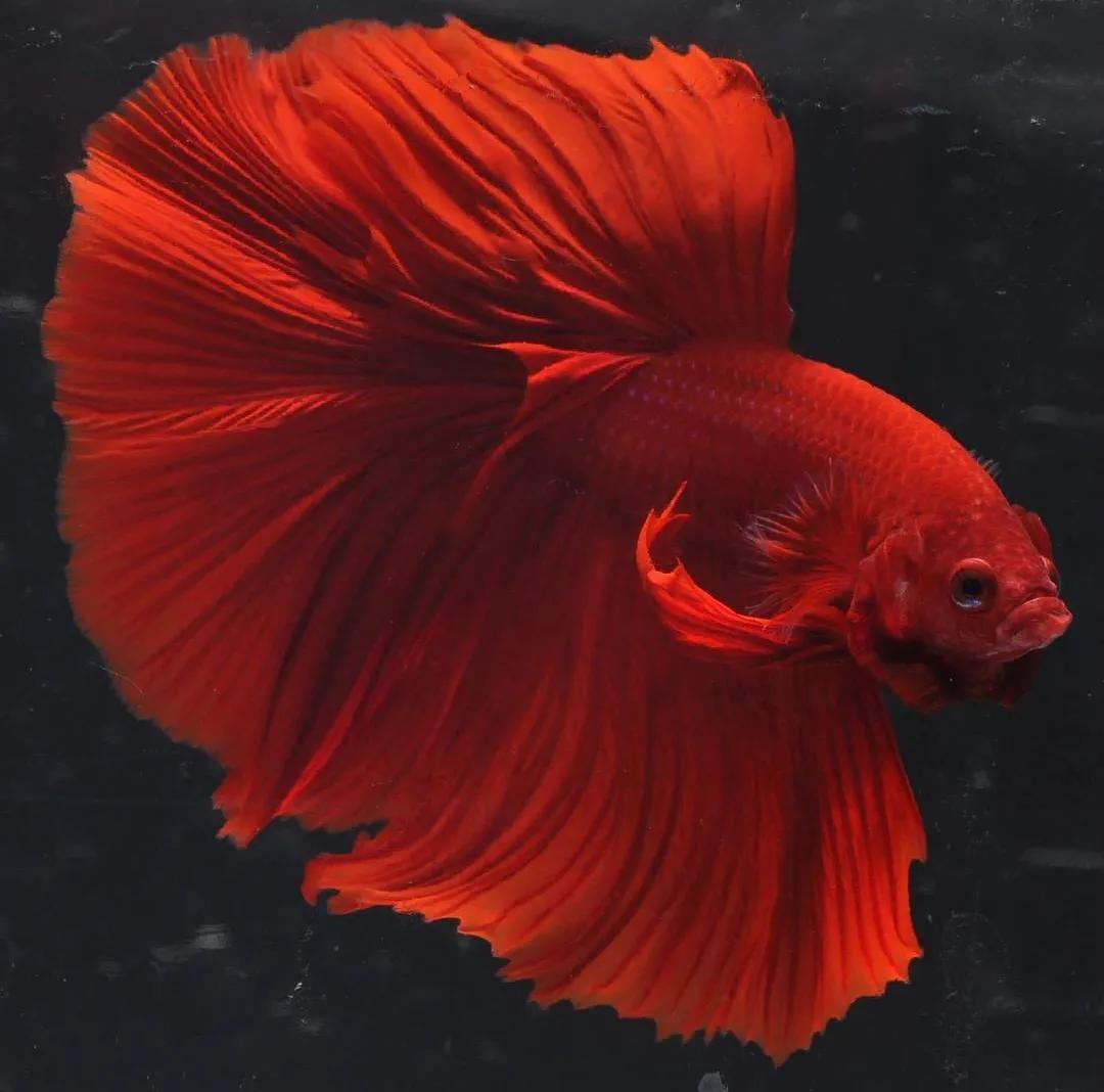 萌新养什么比较好,萌新养鱼准备什么