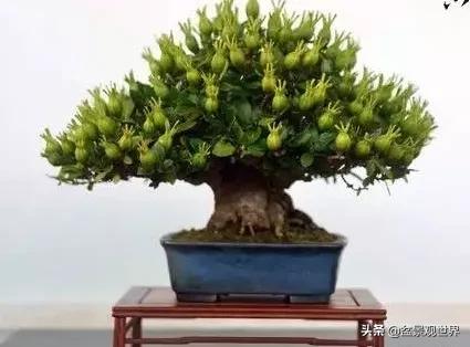 栀子花盆景叶子变黄,栀子花盆景黑叶怎么补救