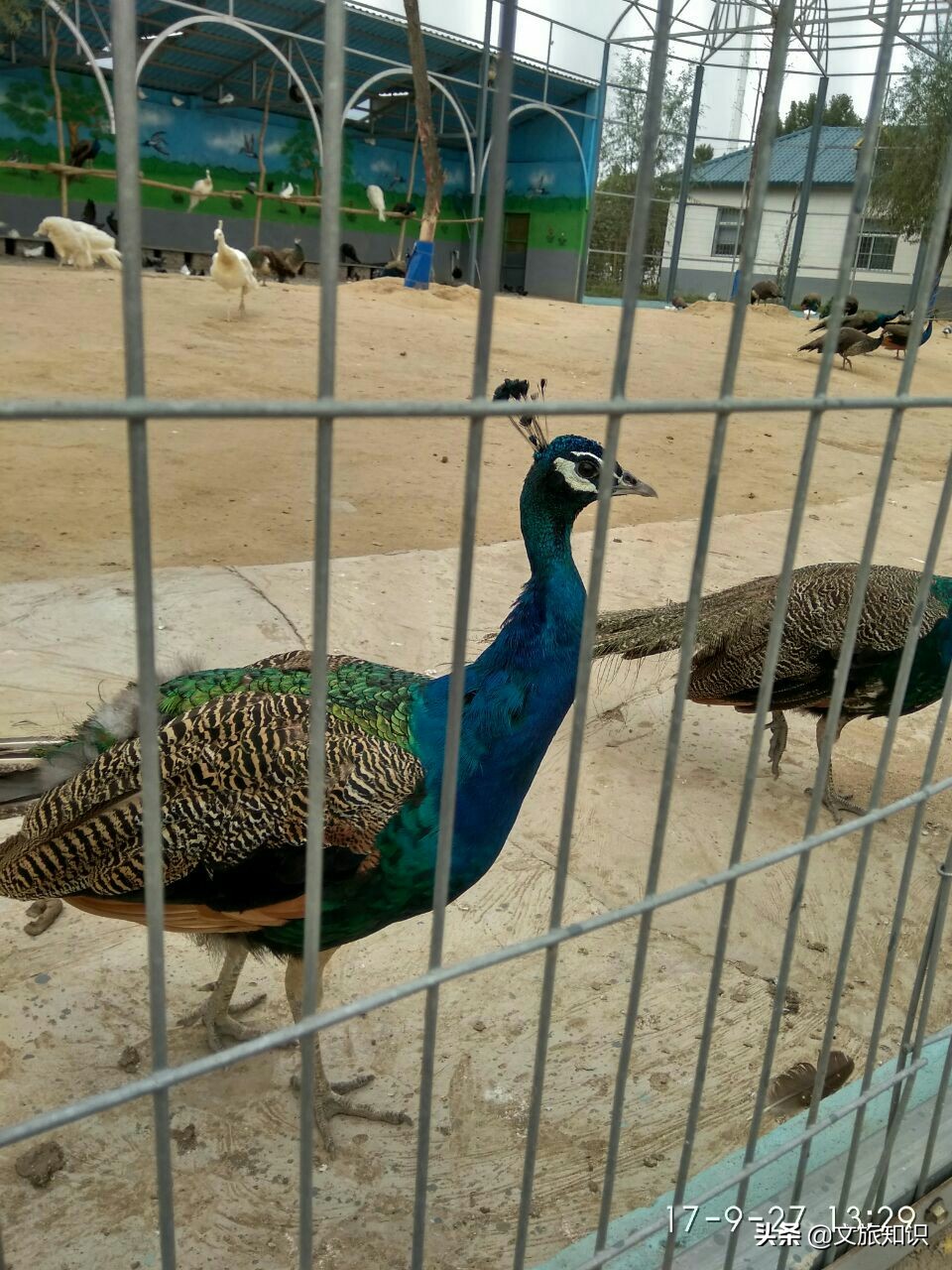 山东德州动植物园旅游区,德州市动植物园视频