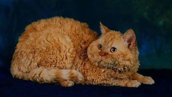 一只可爱又迷人的小猫咪,一只很大又很萌的小猫咪