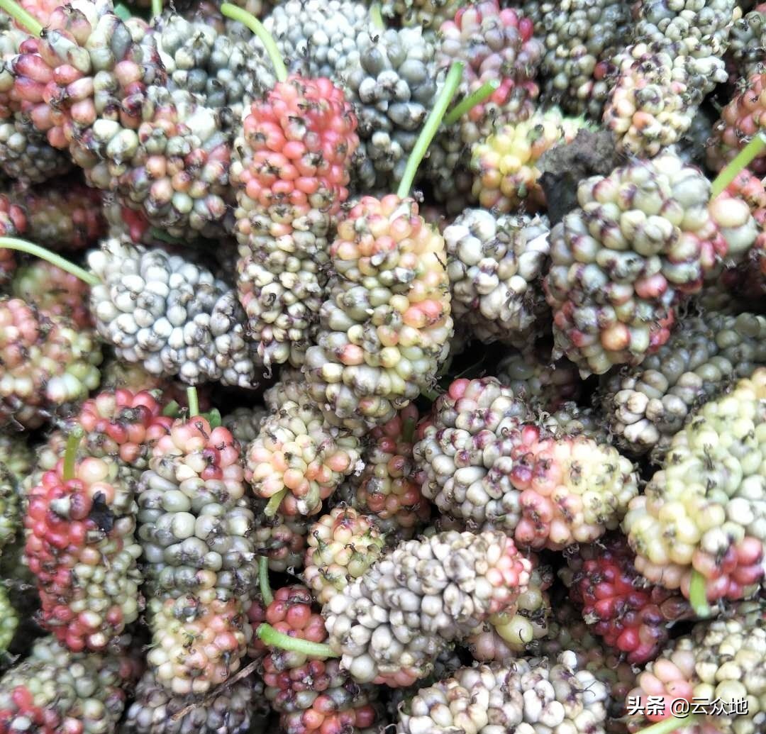 桑葚白果病原因及防治方法,大棚种植桑葚会得白果病吗