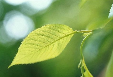 幼儿启蒙教育佩奇,孩子第一天去幼儿园怎么样