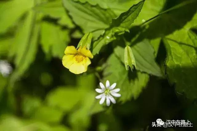 探秘汉中,汉中一村子窜入野生羚牛