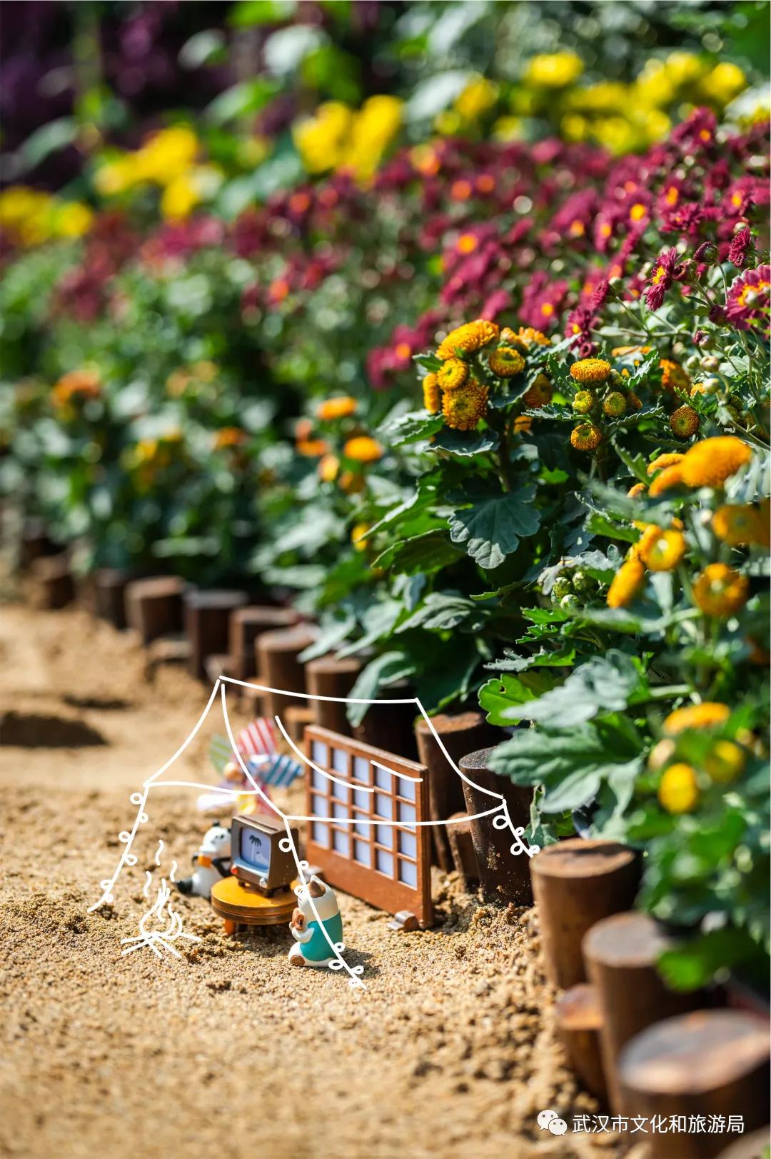 鏉ユ睙婊╄祻鑿婅姳,鑿婅姳鐑傛极