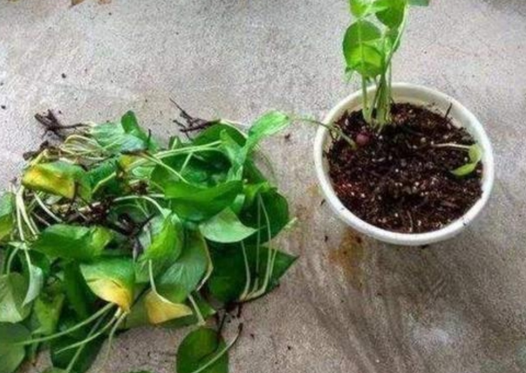 种植的绿萝喜水吗多久浇一次,绿萝喜阴还是喜阳几天浇一次水