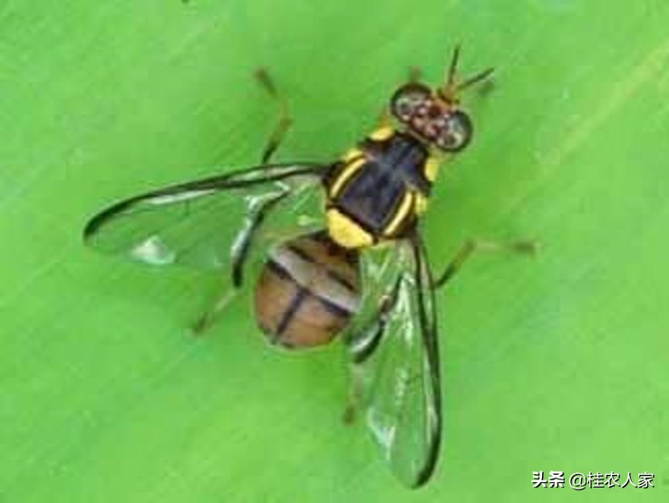 蜂糖李如何防治果实蝇效果最好,北方果蔬大棚樱桃果实蝇防治技术