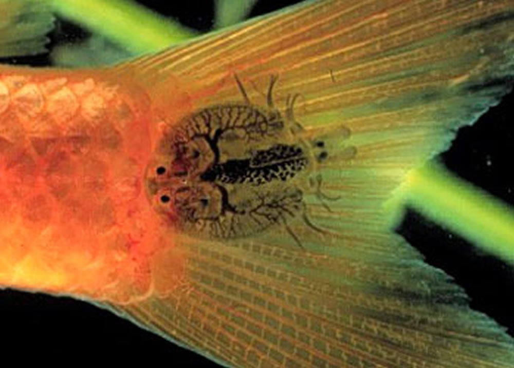 鱼虱和鱼鲺傻傻分不清楚？别再搞混了，治疗方法可能不一样