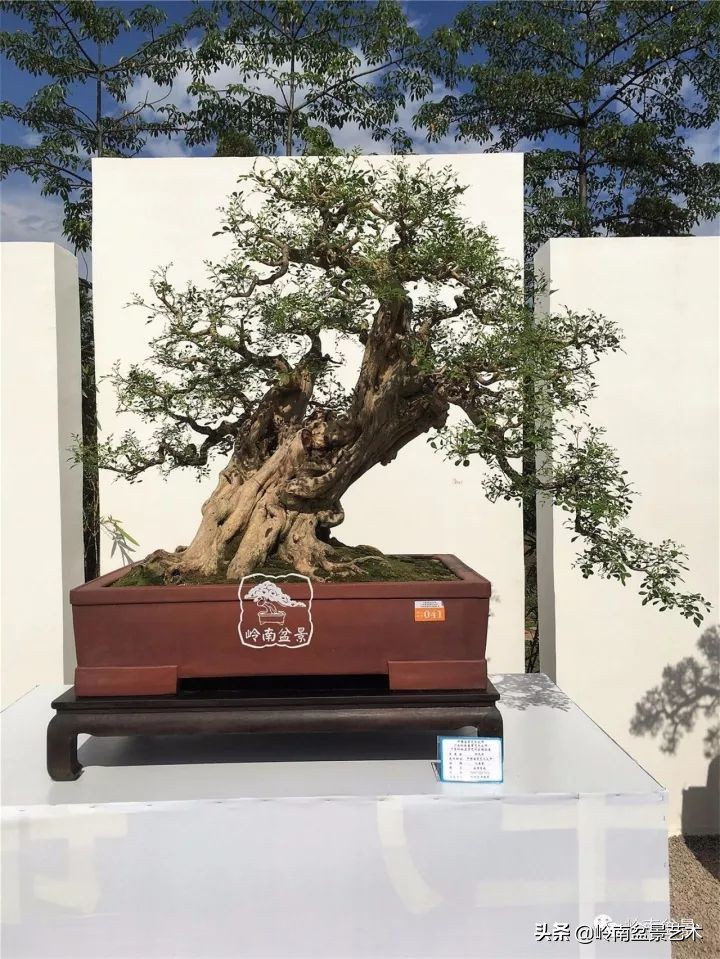 骞哥涔呬箙鐢滅敎铚滆湝,骞哥涔呬箙