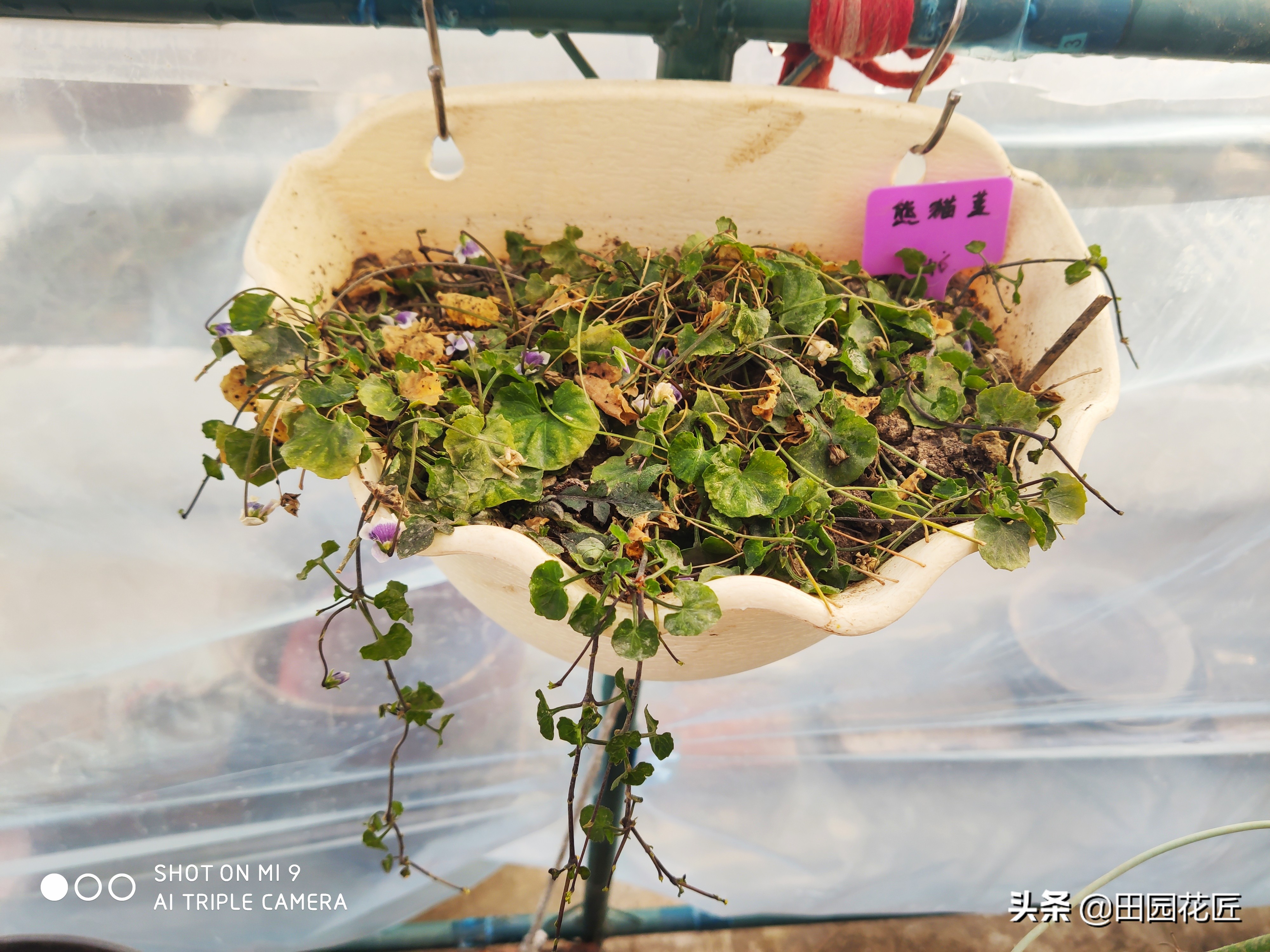 熊猫堇在江浙沪休眠吗,熊猫堇好养吗是喜阳还是喜阴