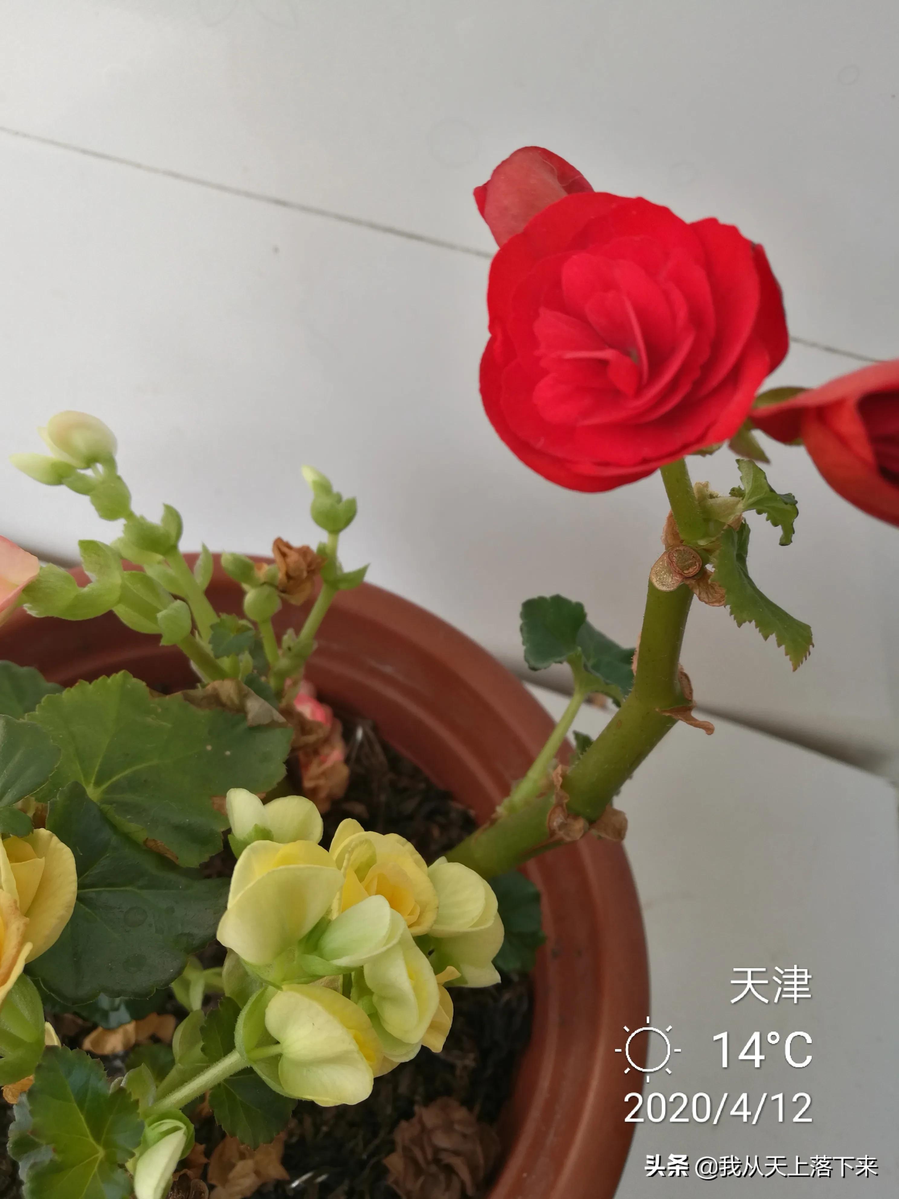 100张花朵美图,100张花图片大全