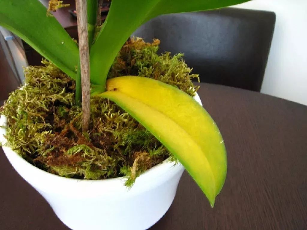 蝴蝶兰花凋谢了还能重新打理吗,蝴蝶兰花掉了怎么护理