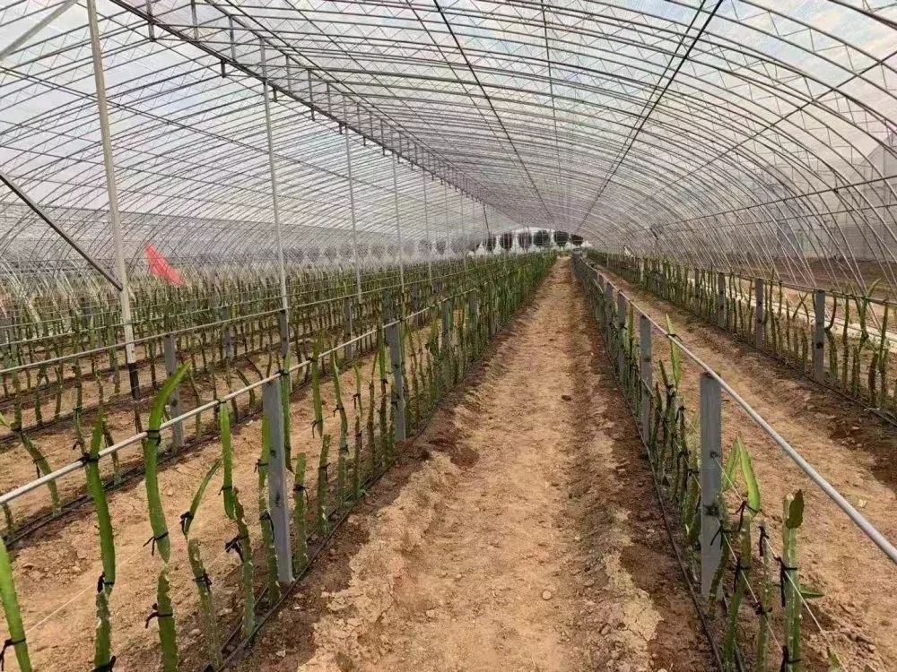 中国四大火龙果种植基地,火龙果最大的种植基地在哪里