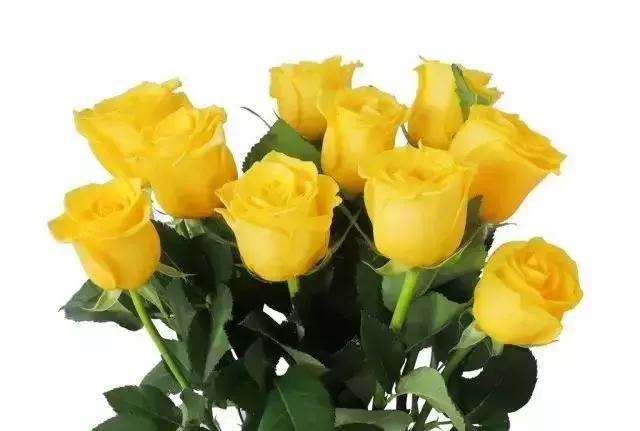 4000种不一样的玫瑰品种大全,100种玫瑰品种图鉴大全