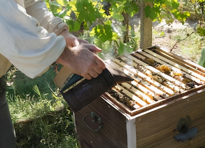 蜜蜂养殖技术怎么过箱,蜜蜂养殖技术一般几月份开始