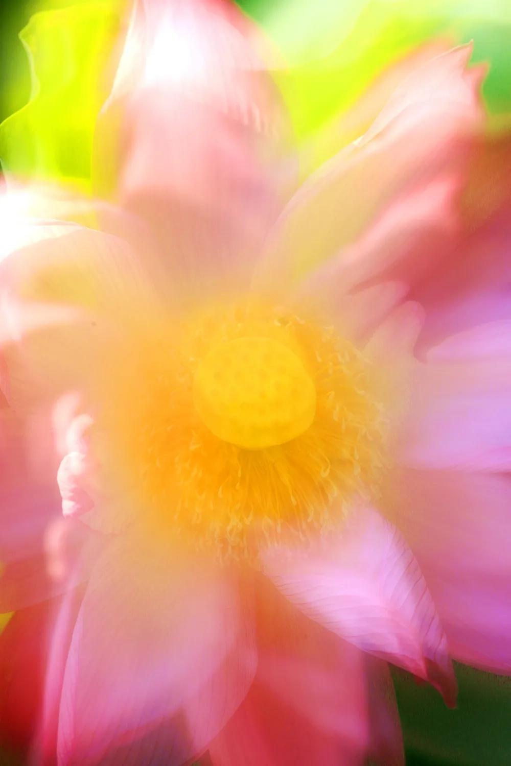 津门网金熙男：梦幻荷韵