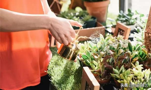 冬季绿植黄叶黑斑怎么解决,冬天植物叶子发黄怎么办