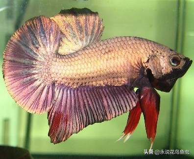 斗鱼哪个品种好养活,斗鱼品种哪个好养