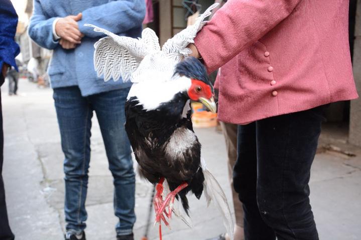 在山上捡的野山鸡,发现野生山鸡