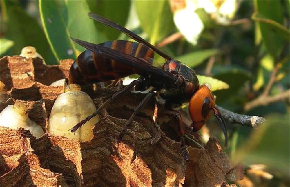 虎头蜂酒制作,酿蜂酒最佳配方