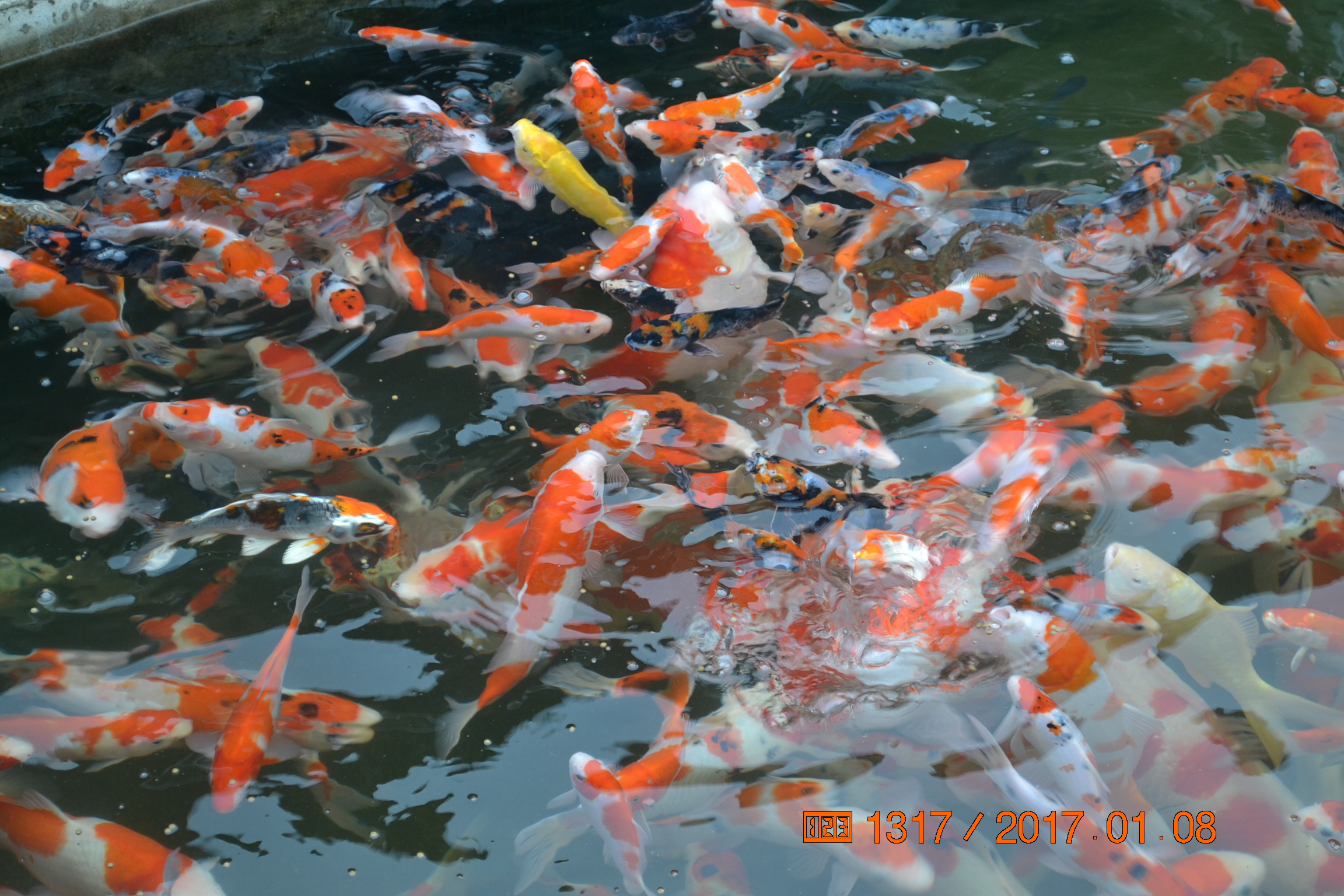 湖南最好的锦鲤养殖基地,湘潭锦鲤养殖