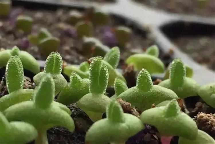 泥炭土发霉长毛,多肉土上发霉是怎么回事